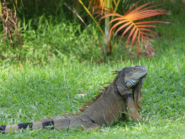 istock Caribbean iguana, endangered species 1717437818
