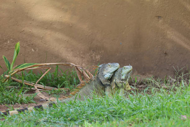 The green iguana (Iguana iguana), also known as the common green iguana or American iguana, is a large, arboreal, and mostly herbivorous lizard native to Central and South America.
