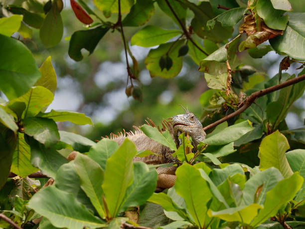 istock Caribbean iguana, endangered species 1717438353