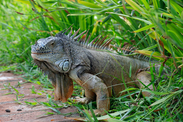 istock Iguana in the wild, endangered species 1717438395