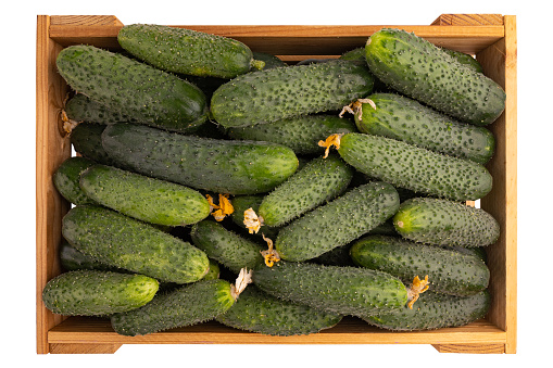 pile of fresh raw cucumbers in wooden box isolated on white background with clipping path
