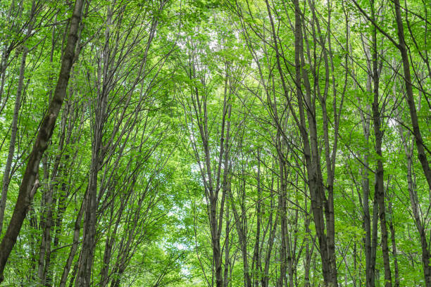 istock Bright green scenic vivid colorful trees. Natural spring summer background 1717445583