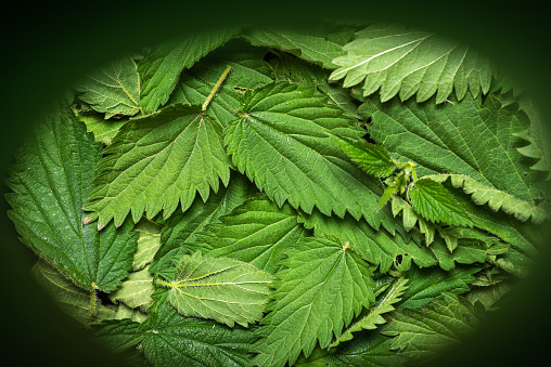Stinging nettle leaves as background. Beautiful texture of nettle. Top view, copy space. Can be used as a banner