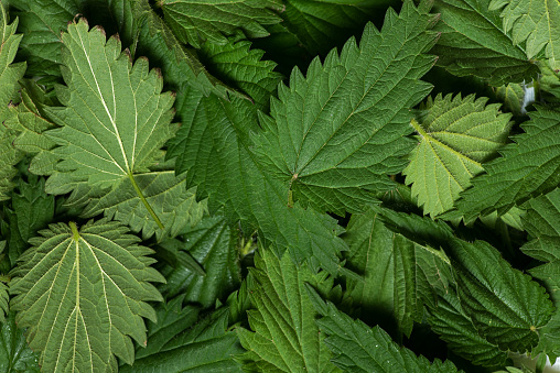 Stinging nettle leaves as background. Beautiful texture of nettle. Top view, copy space. Can be used as a banner