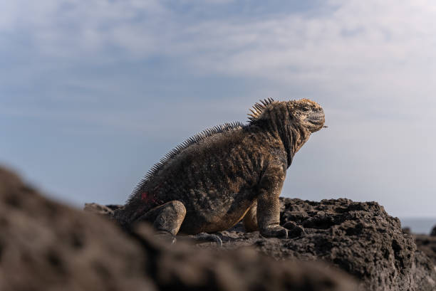 istock Galapagos islands land iguana on the rocks 1717503839