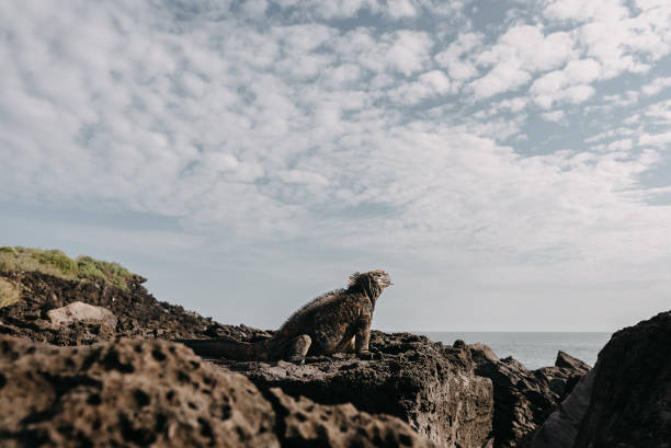 Galapagos islands land iguana on the rocks
