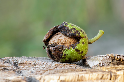 Ripe walnut in green skin.The concept of harvesting walnuts in autumn.