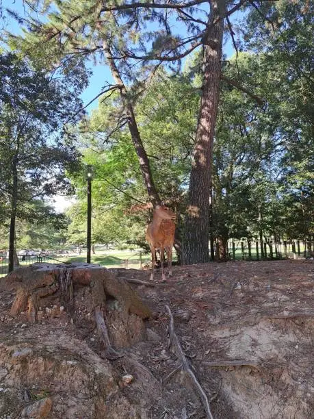 Photo of Gazelles of nara