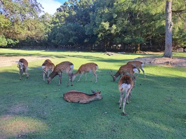 Photo of Gazelles of nara