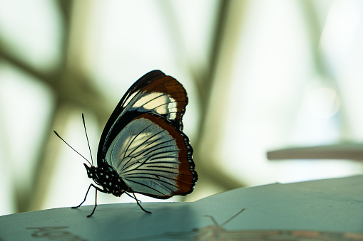 Butterfly white beige colour tones