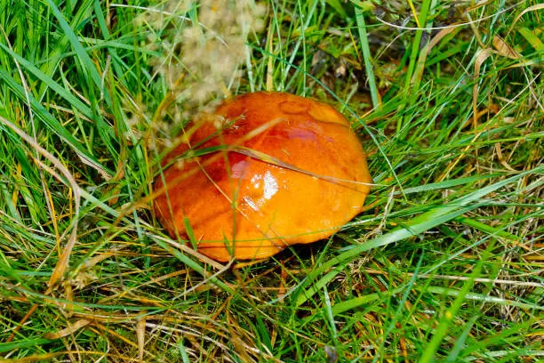 mushroom at Baiersbronn in Germany at 0203-09-25