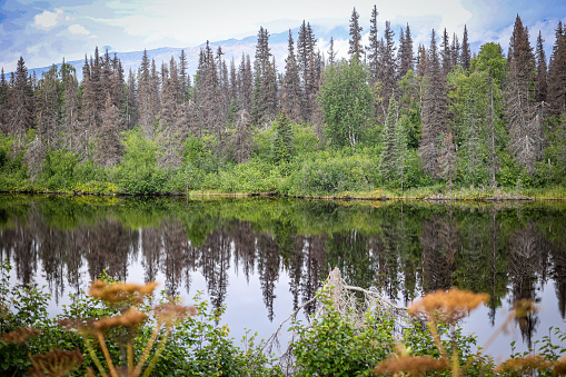 A lake in the interior of Alaska with trees reflecting upon the surface