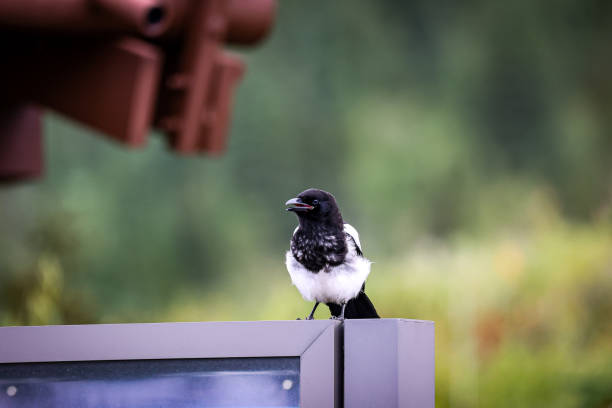Magpie in Denali national park in Alaska