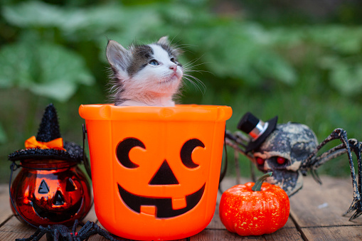 Halloween pumpkin and little cat on wooden background