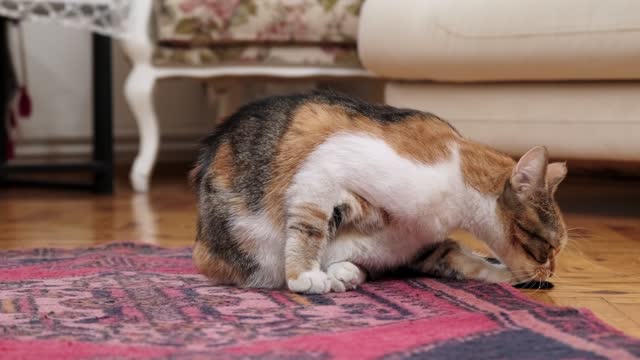 Tricolor Cat Grooming Itself