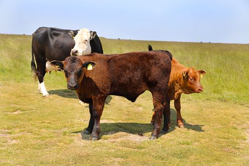 Lonely calf standing in green field