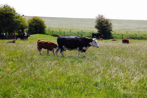 Dairy farm Cows are grazing on a beautiful green plain in rural of Salisbury UK.