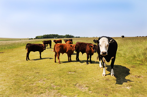 Cow side standing full length, udder and teat in a field, horizon over land, happy and relaxed and a bright blue sky