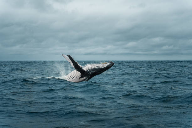 istock humpback whale jumping over water in the Pacific Ocean 1717613953