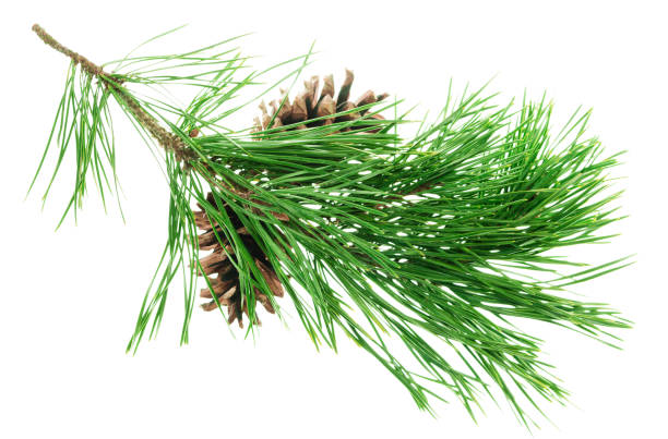 istock Conifer pine tree cone. coniferous twigs with fir needle foliage. pine isolated. Medicinal plants. New Year. Green decor 1717621399