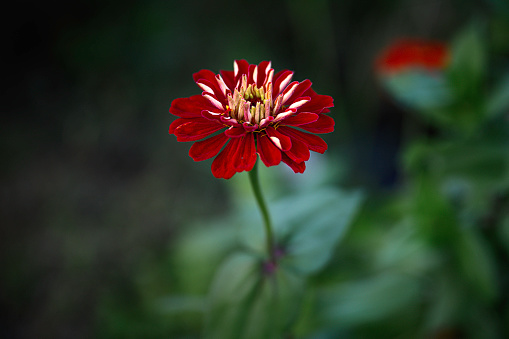 Red daisy flower close-up at Suncheon Bay National Garden in Jeollanam-do, South Korea