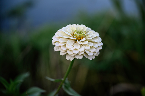 White daisy flower close-up at Suncheon Bay National Garden in Jeollanam-do, South Korea