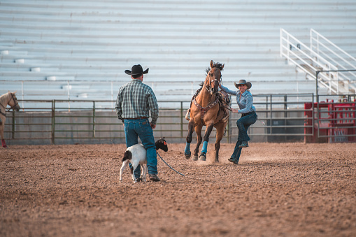 Cowgirl riding a horse and steer roping at a local competition in a rodeo arena in Utah, USA.