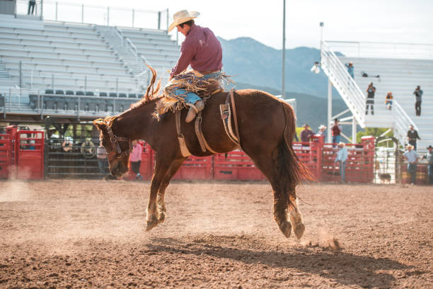 istock Cowboy Riding A Bucking Horse 1717655683