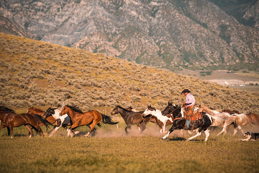 Outdoor beautiful mountain setting. Determined cowboy works to tame a group of horses, using his knowledge and training techniques.