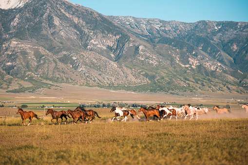 Majestic horses roam the rugged mountain terrain. Rural scene where horses train and run in the grass.