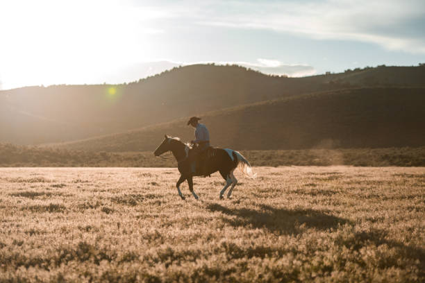 Free Stock Photo of Person Riding Horse on Foggy Day | Download Free ...