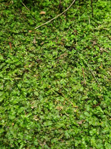 istock green moss close up stock photo 1717656284