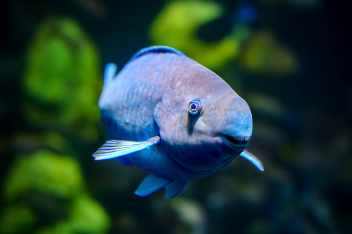 Portrait of a smiling Yellowtail Parrotfish