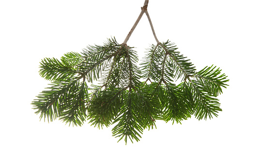 Set of evergreen coniferous tree branches. Spruce, pine, thuja, fir twigs  isolated on white background