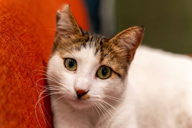 istock sweet cat poses for the camera 1717736625