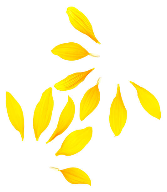 istock Yellow sunflower petals isolated on a white background, top view. 1717736626