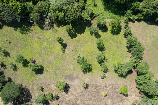 Deforestation theme aerial drone view. Line between green and gray soil