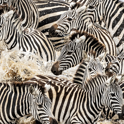 Zebra herd waiting on the bank of the Mara river, Kenya