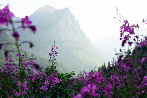 Hazy evening in the Montana Rockies with blooming fireweed