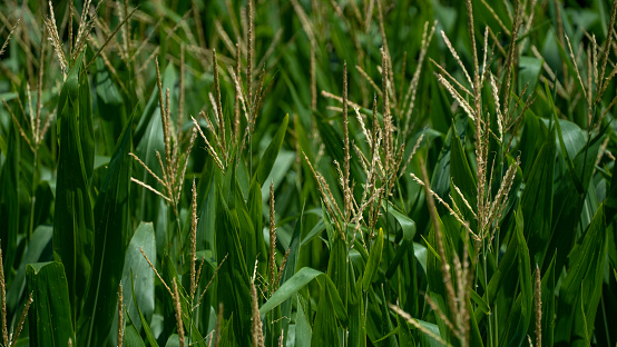 plant agricutlure nature green