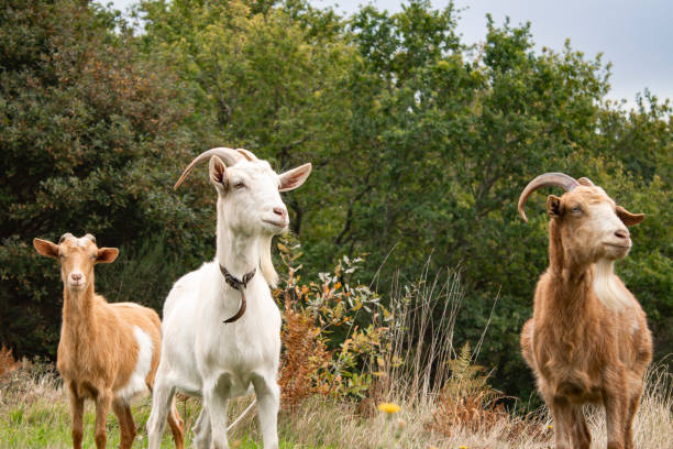 Two blonde goats and one white one in the forest.