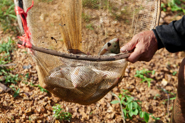 istock Fisherman catching  Tilapia fish in fishing net 1717793478