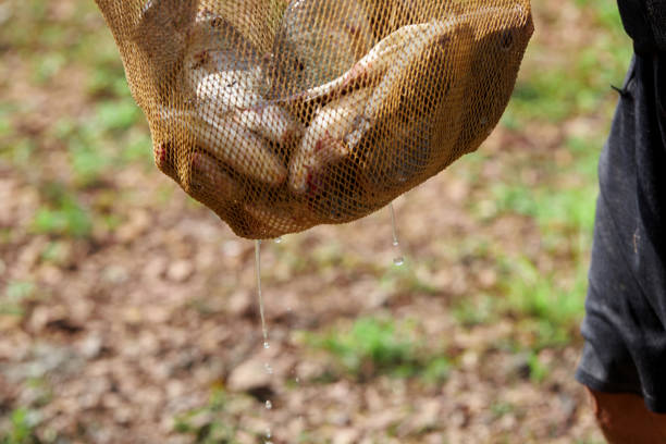 istock Fisherman catching  Tilapia fish in fishing net 1717793483