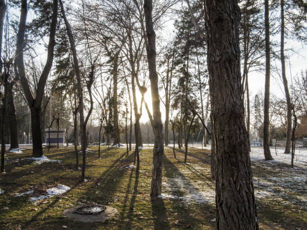 Background with a view of the trees in the park