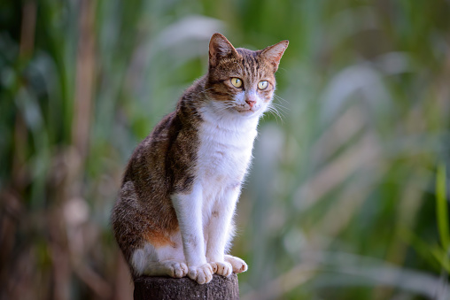 A tabby cat sits on a stone pillar, staring at the people fishing in the pond. Guangxing Wetland is a great place for bird watching, New Taipei City.