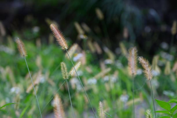 istock There are some foxtail grass growing on the hillside. 1717840951