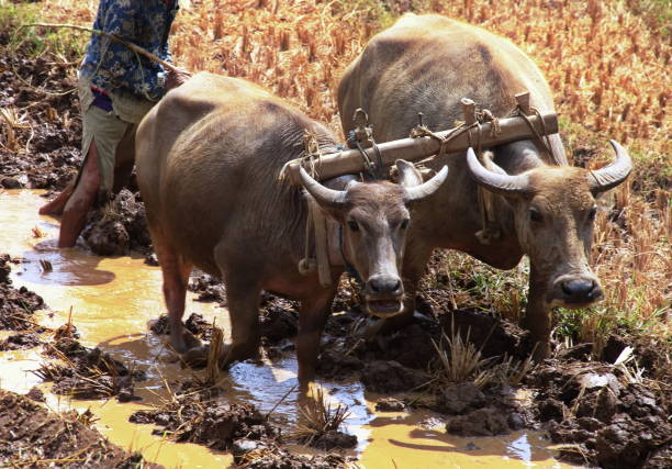 istock Pair of oxen working in the rice field 1717873648