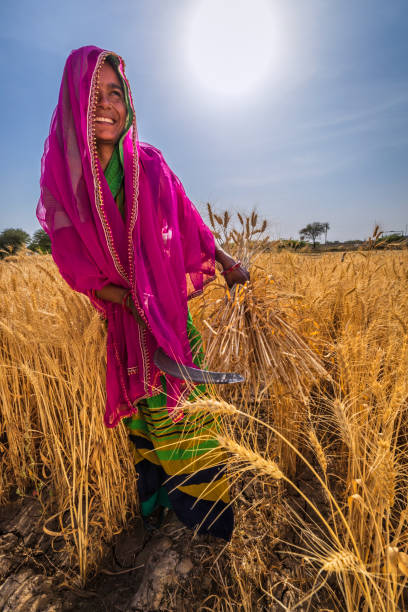 istock Indian woman collecting a wheat, India. 1717876711