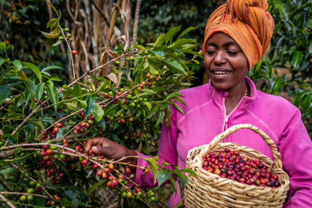 молодая африканская женщина собирает кофейную вишню, восточная африка - ethiopian coffee стоковые фото и изображения