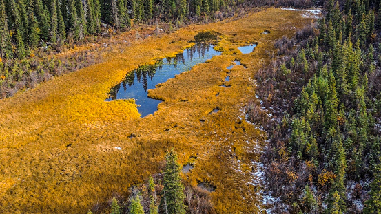 Drone Flight Above the tree in Wrangle St. Elias National Park